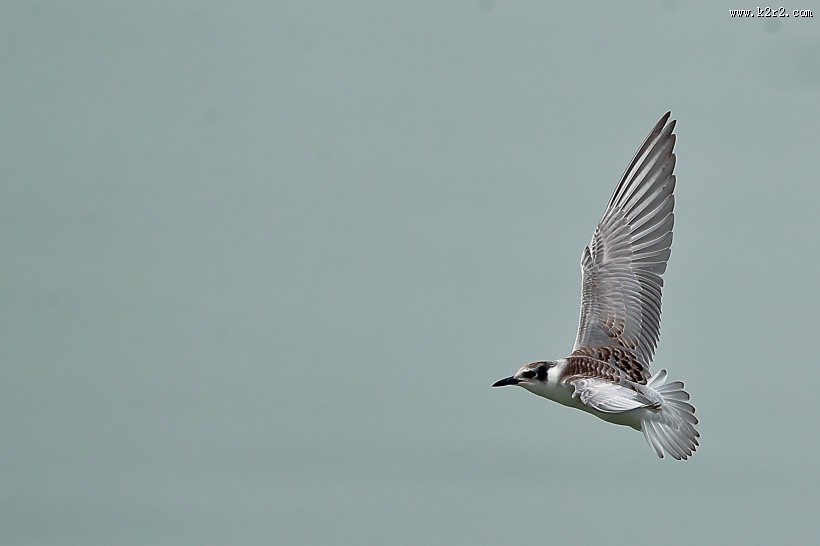 飞翔的须浮鸥图片