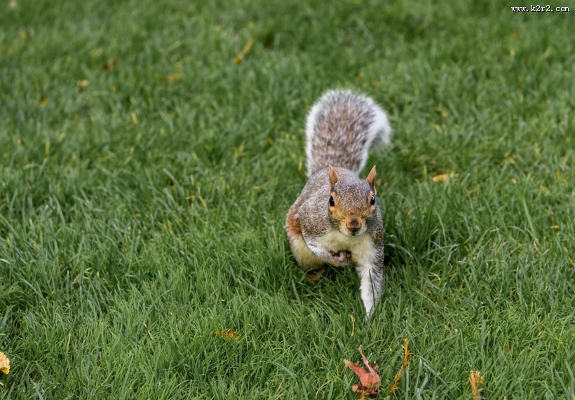贪吃的小松鼠图片