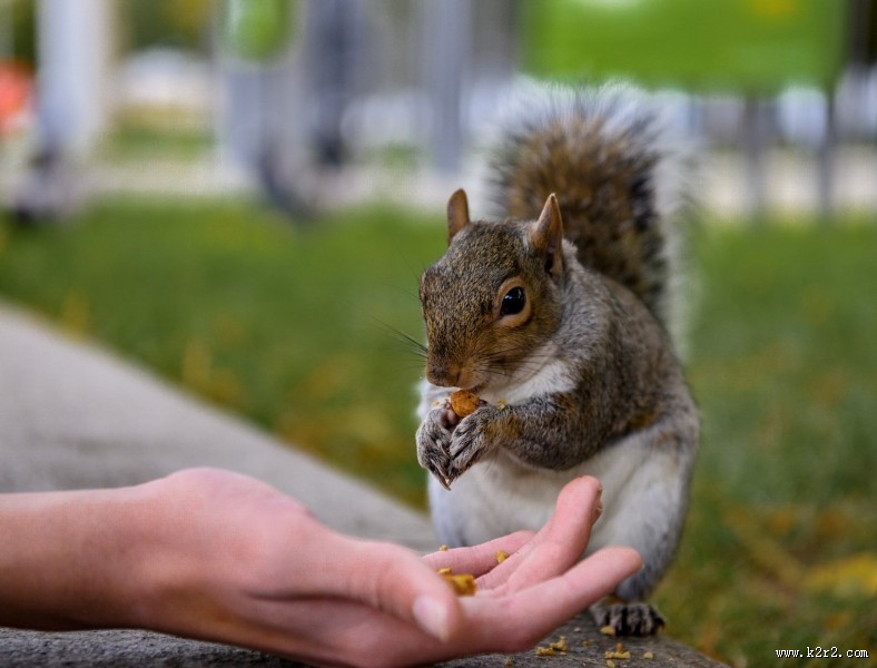 贪吃的小松鼠图片