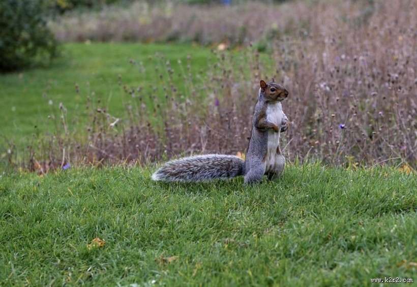 贪吃的小松鼠图片