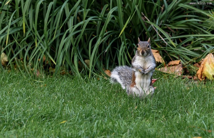 贪吃的小松鼠图片