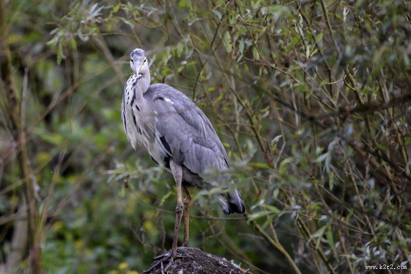 水边的苍鹭图片大全