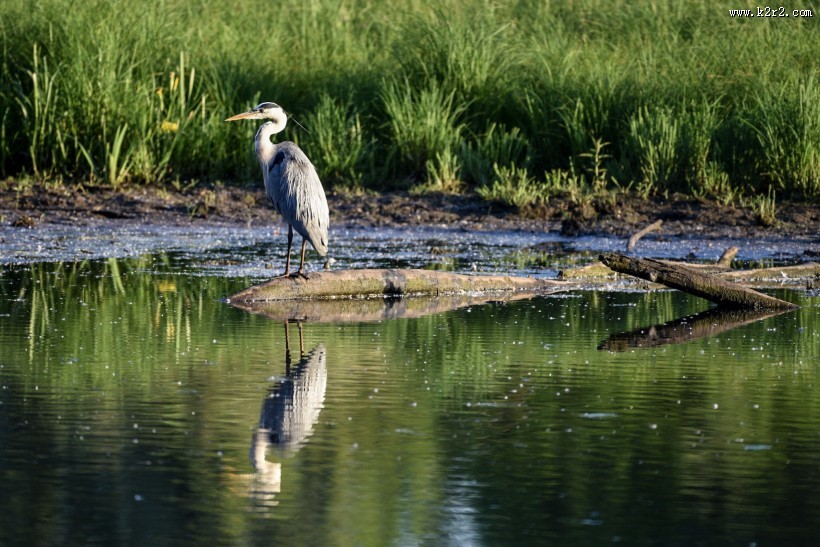 水边的苍鹭图片大全