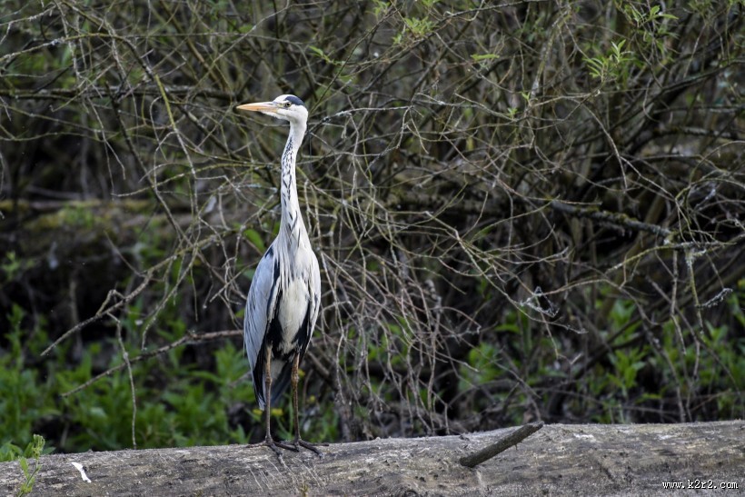 水边的苍鹭图片大全