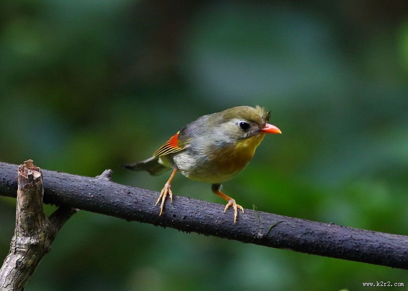 红嘴相思鸟图片大全