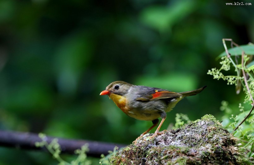 红嘴相思鸟图片大全