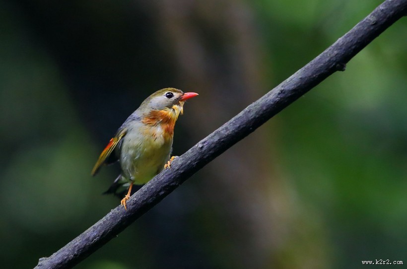 红嘴相思鸟图片大全