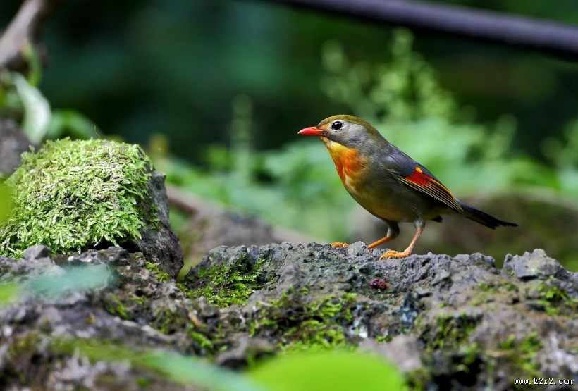 红嘴相思鸟图片大全
