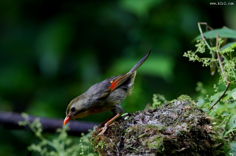 红嘴相思鸟图片大全