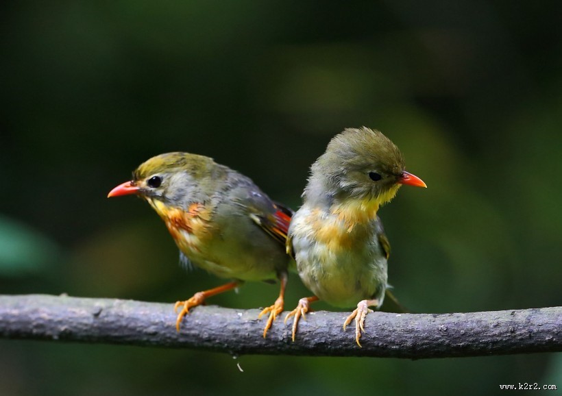 红嘴相思鸟图片大全