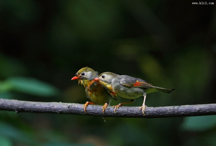 红嘴相思鸟图片大全