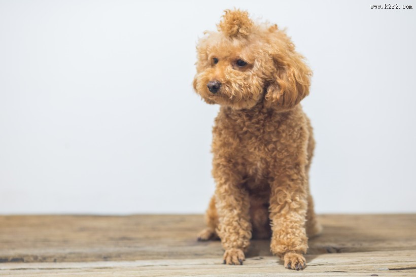 萌萌哒可爱泰迪狗狗图片大全