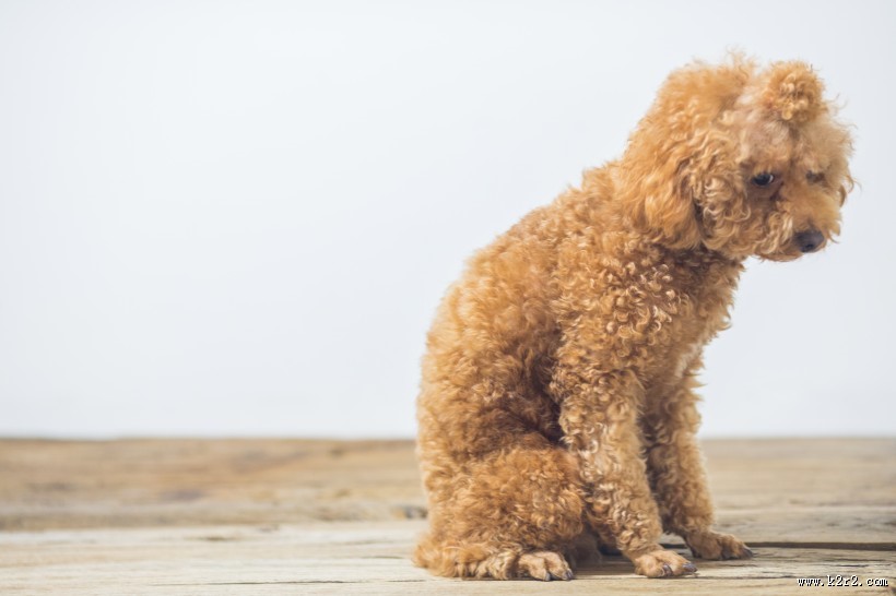 萌萌哒可爱泰迪狗狗图片大全