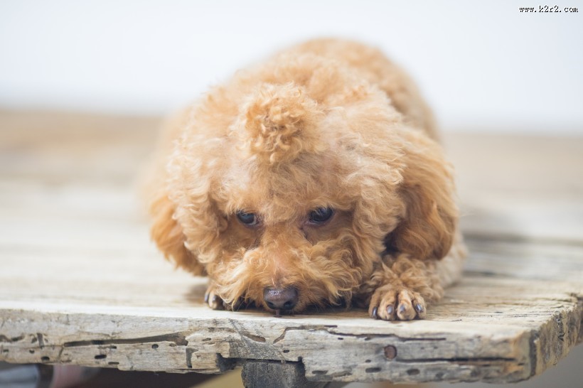 萌萌哒可爱泰迪狗狗图片大全