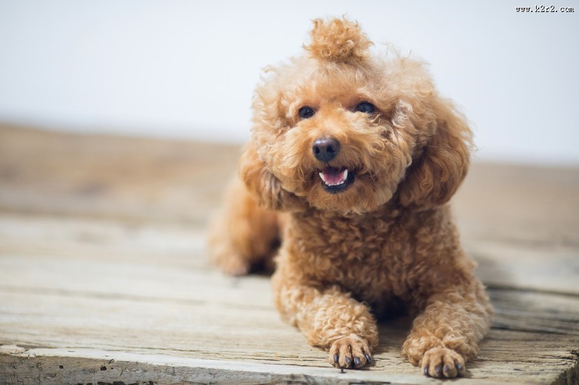 萌萌哒可爱泰迪狗狗图片大全