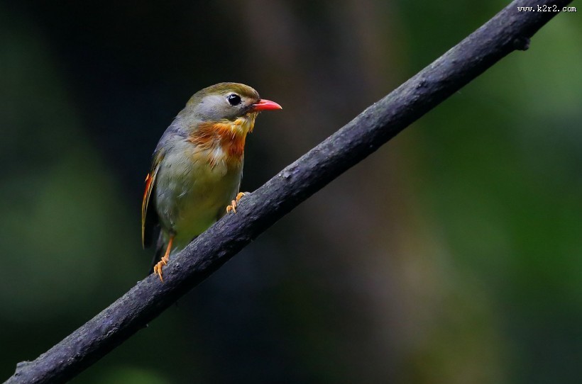红嘴相思鸟图片