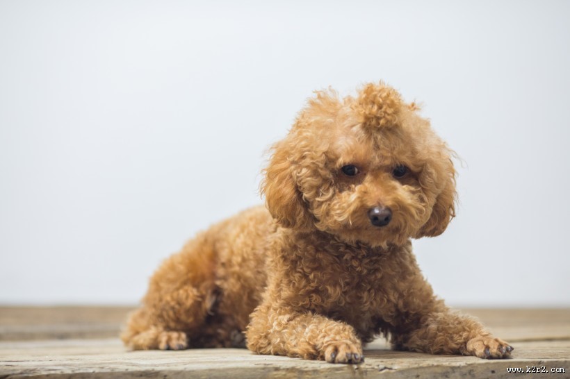 萌萌哒可爱泰迪狗狗图片