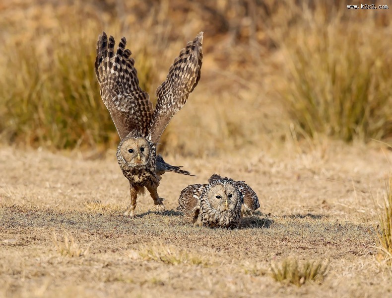 长尾林鸮图片大全