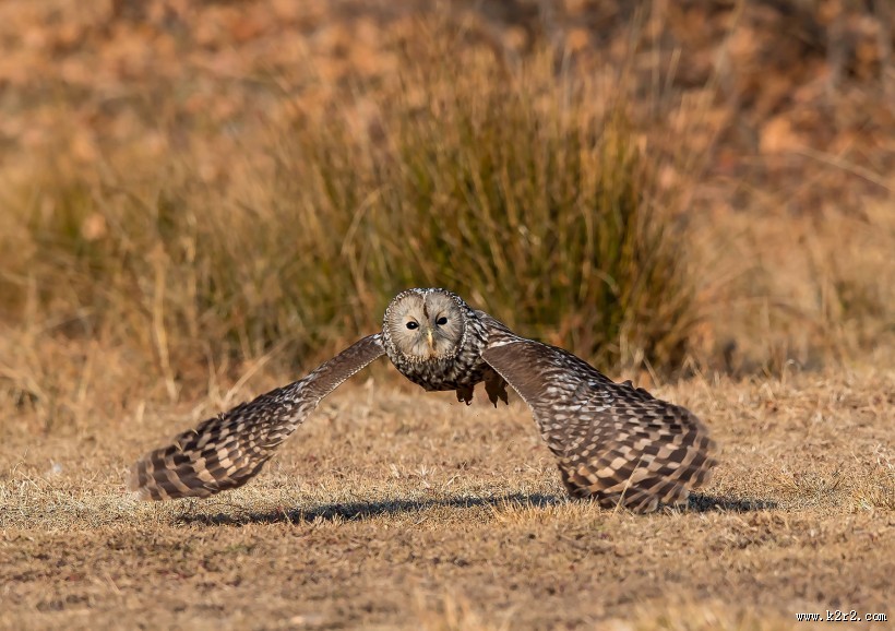 长尾林鸮图片大全
