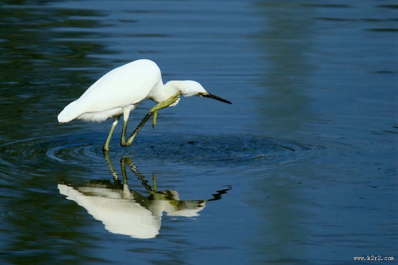 珍稀的白鹭图片