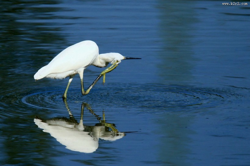 珍稀的白鹭图片