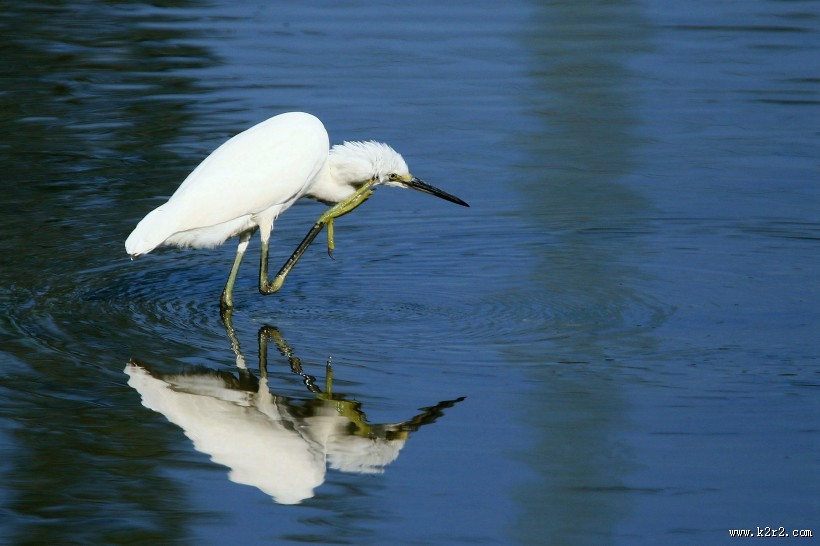 珍稀的白鹭图片