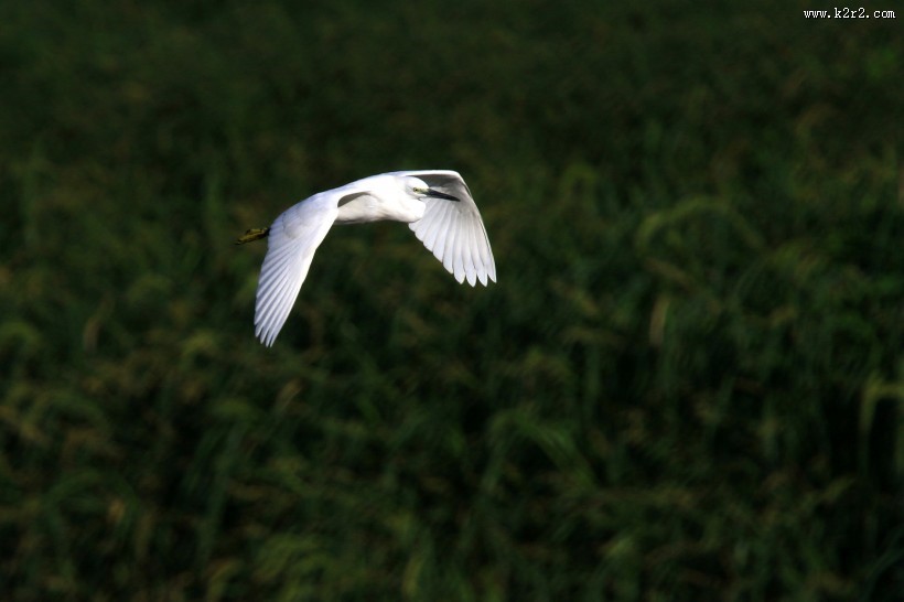珍稀的白鹭图片