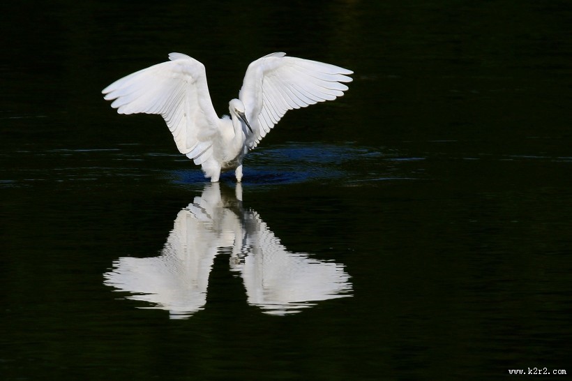 珍稀的白鹭图片