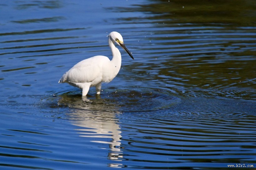 珍稀的白鹭图片