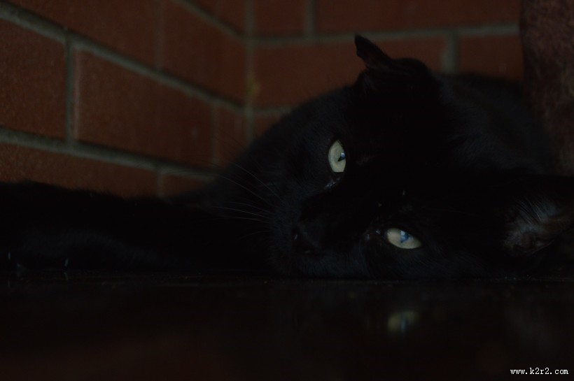 可爱的宠物猫图片大全