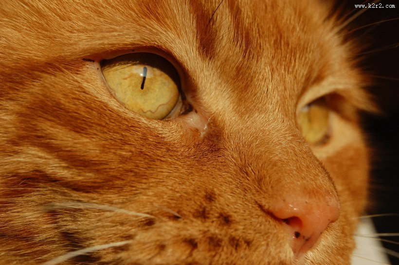 可爱的宠物猫图片大全