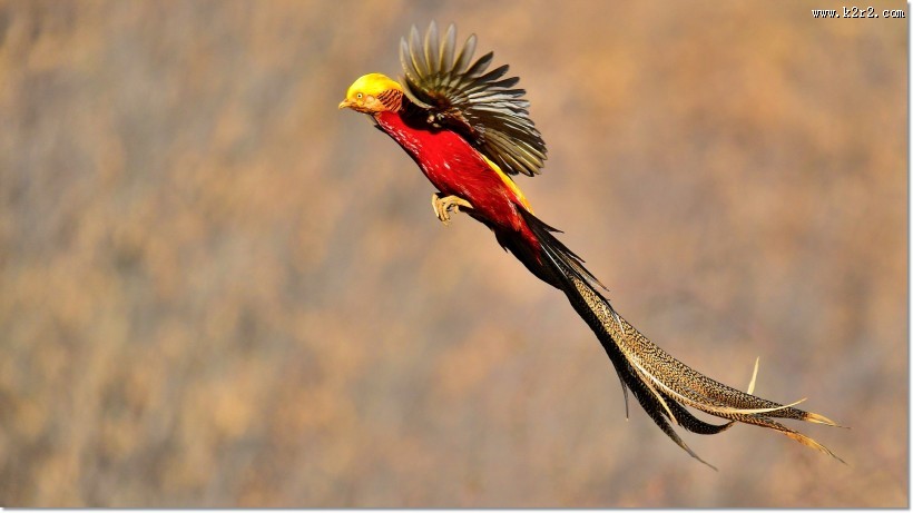 美丽的红腹锦鸡图片