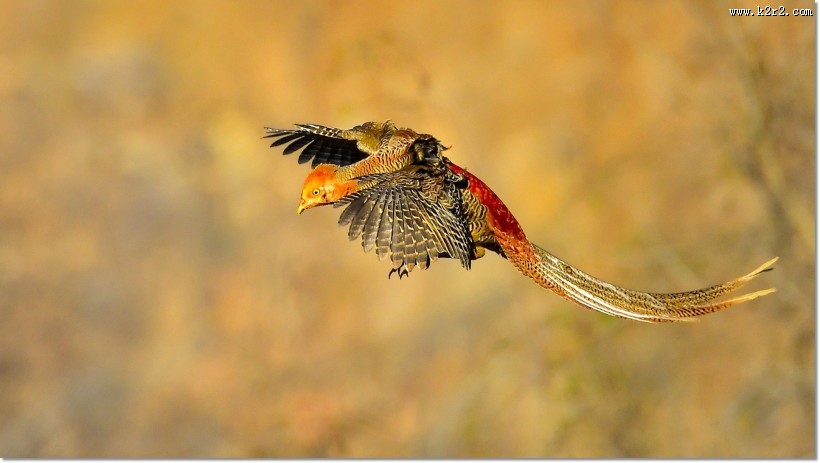 美丽的红腹锦鸡图片