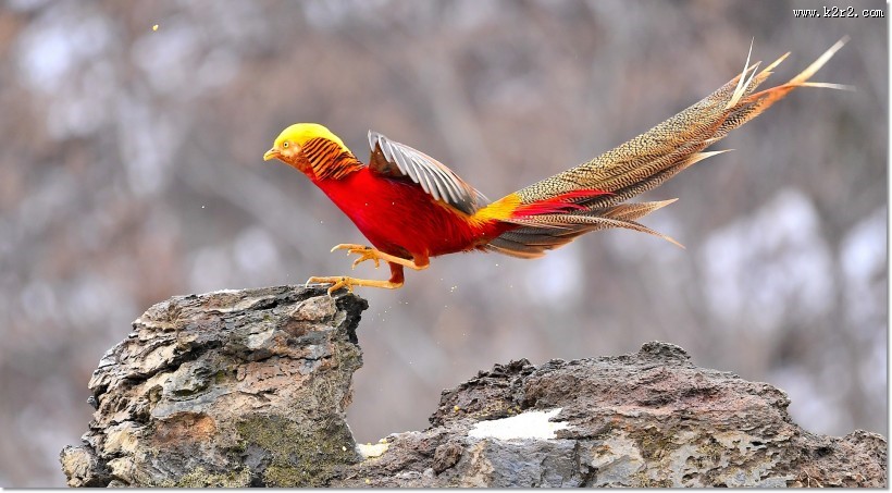 美丽的红腹锦鸡图片