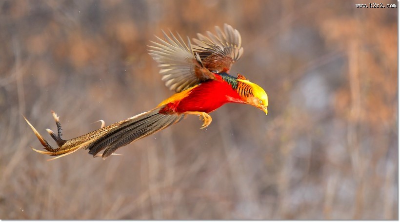 美丽的红腹锦鸡图片
