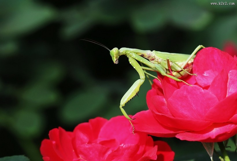 牡丹花上的螳螂图片