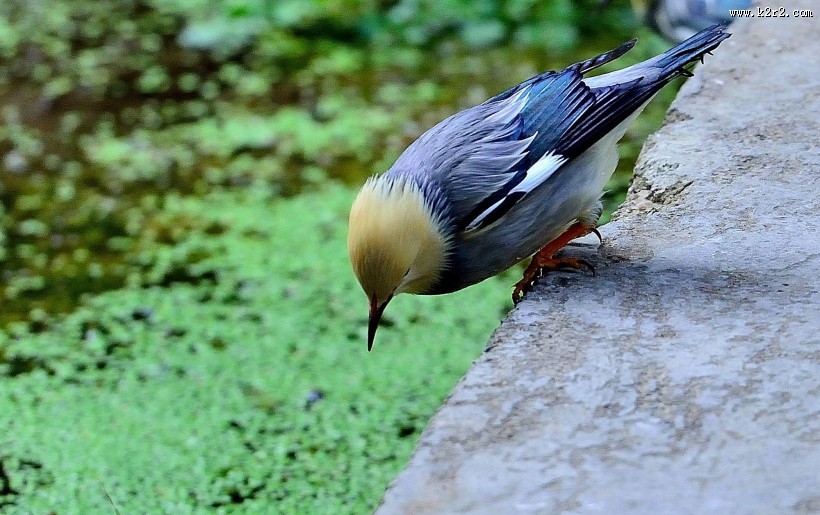 丝光椋鸟图片大全