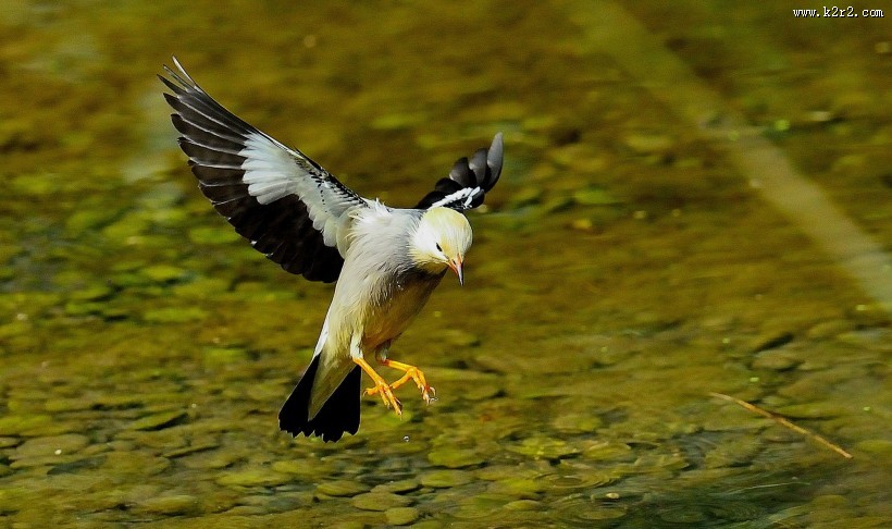 丝光椋鸟图片大全