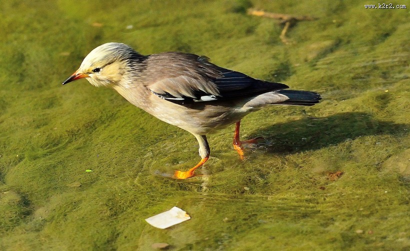丝光椋鸟图片大全