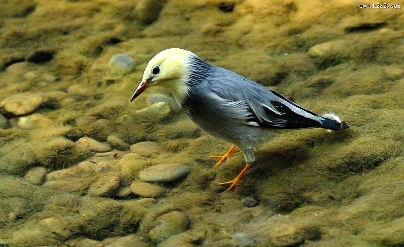 丝光椋鸟图片大全