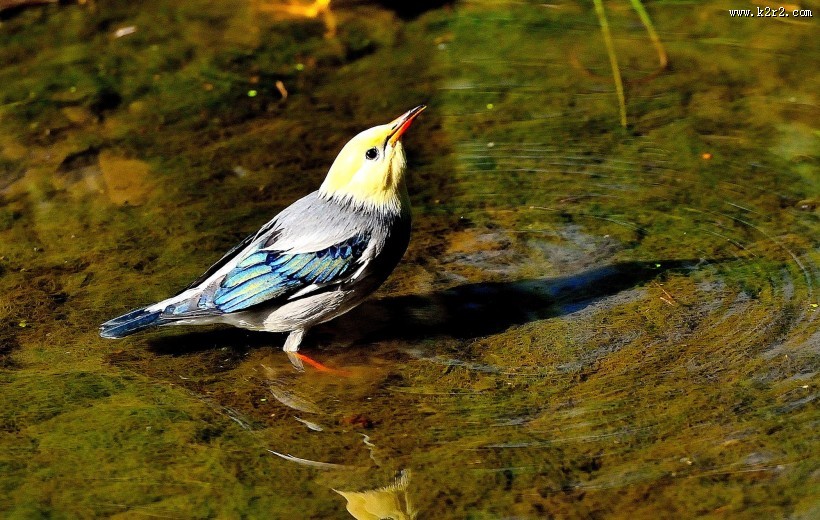 丝光椋鸟图片大全