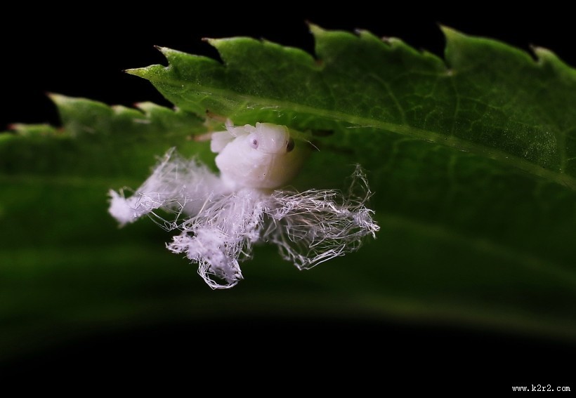 广翅蜡蝉图片大全