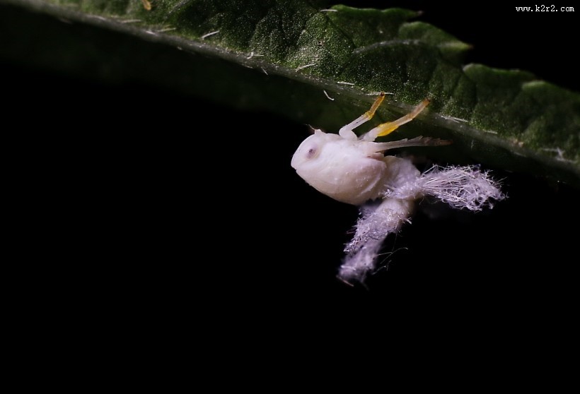 广翅蜡蝉图片大全