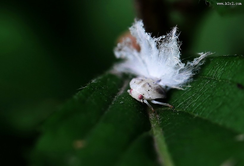 广翅蜡蝉图片大全