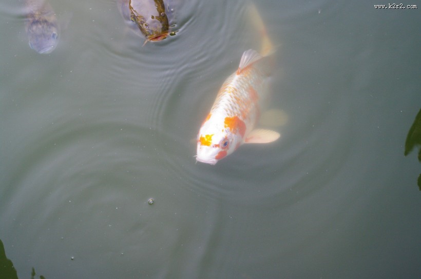 可爱的鲤鱼图片