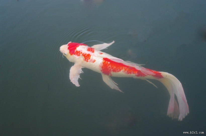 可爱的鲤鱼图片