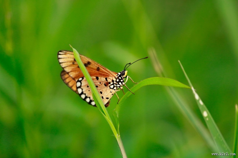 美丽漂亮的蝴蝶图片大全