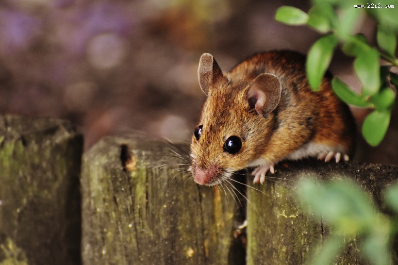 机灵可爱的老鼠图片