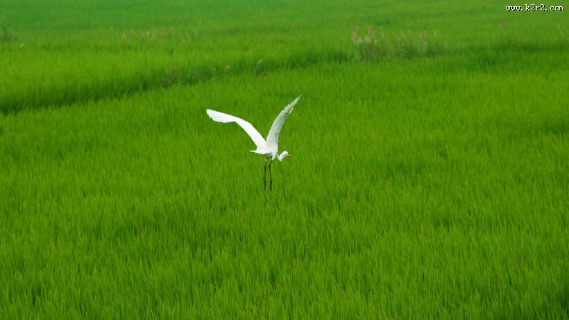 优雅的白鹭图片