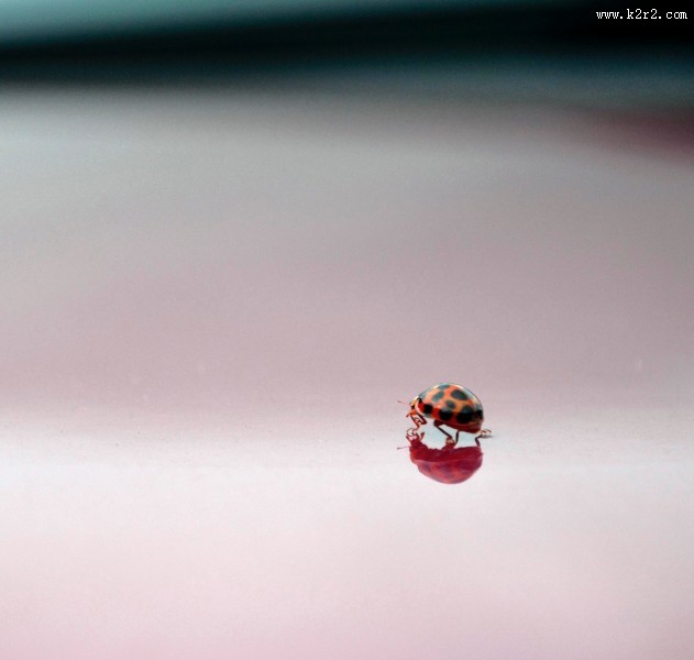 美丽的瓢虫图片